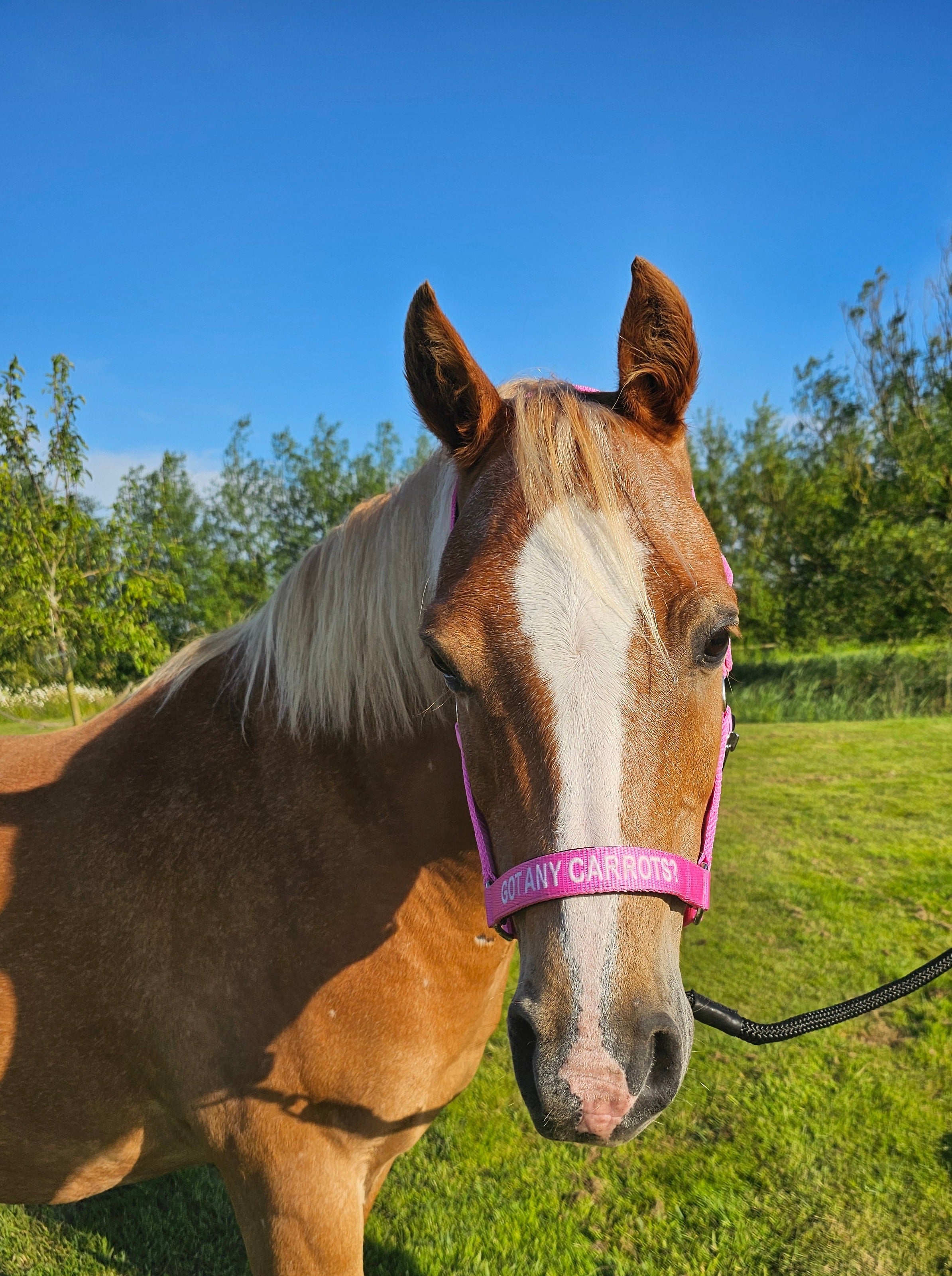 Nýlon höfuðhúfa - Got any carrots?