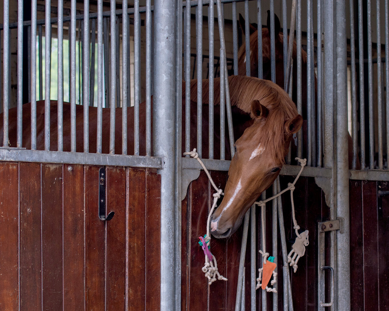 Appendino per scatola giocattoli cavallo