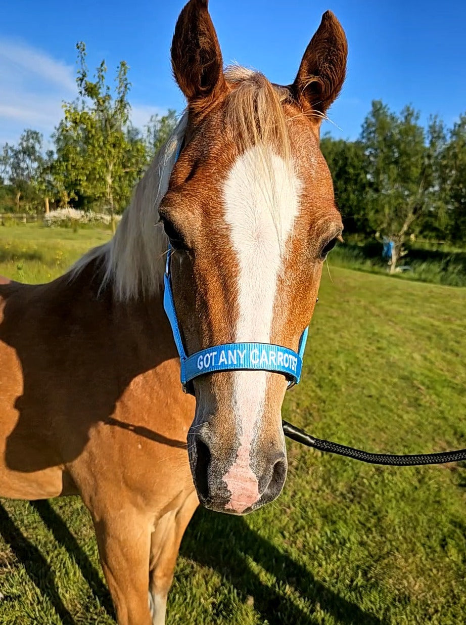 Nýlon höfuðhúfa - Got any carrots?